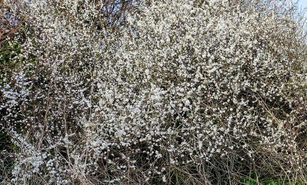 A hedge which is a mass of small white blossom.