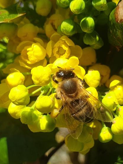 Eine Honigbiene sitzt auf leuchtend gelben Blütenknospen und Blüten einer Mahonie. Die Biene ist von oben zu sehen, ihr behaarter Körper glänzt in der Sonne, die durchsichtigen Flügel liegen gefaltet über dem Hinterleib. Die Pollenhosen haben die gleiche Farbe,  wie die blütenkronblätter. Die gelben Blüten sind kugelig, teils geöffnet, teils noch geschlossen. Im Hintergrund leuchtet das Grün der Pflanze, das Bild ist kontrastreich und farbintensiv.