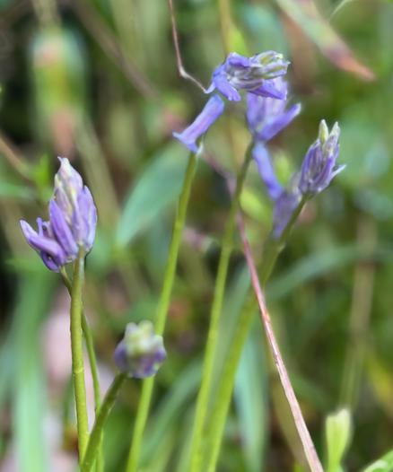 A slightly out of focus image of four bluebells that are in different stages of blooming; some still just showing colour, some flowers already fully opened.