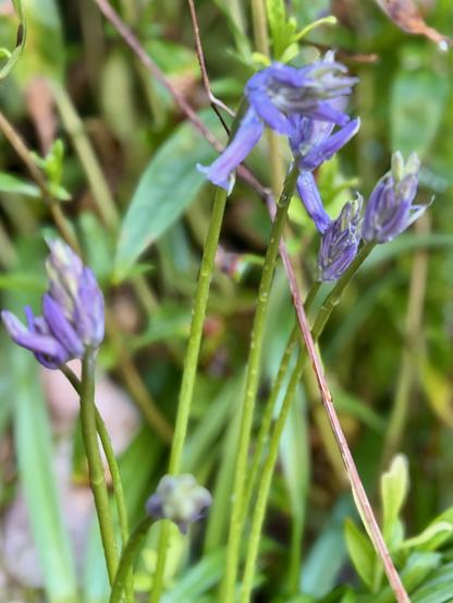 A slightly out of focus image of four bluebells that are in different stages of blooming; some still just showing colour, some flowers already fully opened.