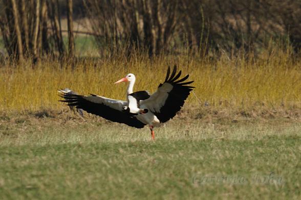 Ein Kiebitz fliegt vor einem Weißstorch vorbei, der hebt vor Schreck die Flügel.
