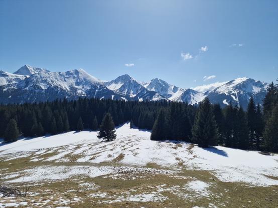 Mit Schnee gesprenkelte Wiese vor dunklem Fichtenwald. Dahinter eine schneebedeckte Bergkette vor fast wolkenlosem Himmel.