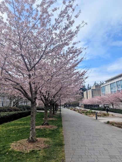 Picture of a row of cherry blossom trees in peak bloom
