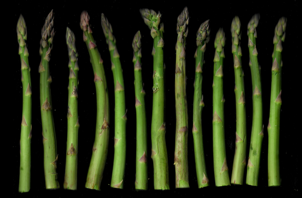 Mehrere grüne Spargelstangen liegen parallel nebeneinander auf dunklem Hintergrund. Sie sind eng aneinandergereiht und leicht gebogen. Die Spitzen der Spargel sind geschlossen und zeigen nach oben. Die Oberfläche wirkt matt und zeigt feine Linien und unregelmäßige Strukturen.