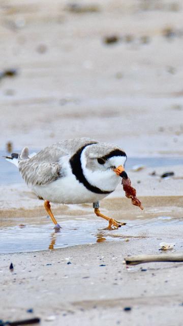 A small and adorable white, tan and black striped bird pulling food from the sandy beach, resembling BACON!