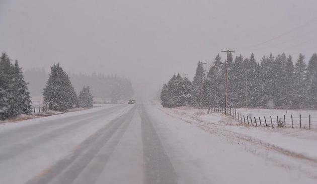 Looking ahead up a snowy secondary highway. There are car tracks through the snow on both sides, but the snow is still falling and those tracks are also partly snowed over. On both sides are snow-filled ditches with dried grass showing through, bordered by wire and post fences, On the left scattered spruce trees- not too tall but very bushy as if pruned, follow the fenceline, and much farther on, snowblurred is the shadow of a mature mixed wood stand.On the right, a power line with T-poles follows the fenceline, with a snowy field inside, and in midframe some mid height thick dark (but snow lightened) spruce trees  go to right and head-presumably surrounding a farm yard. It's snowing and overcast and sky and ground are a similar offwhite, made slightly violet with a filter, edges blurred.