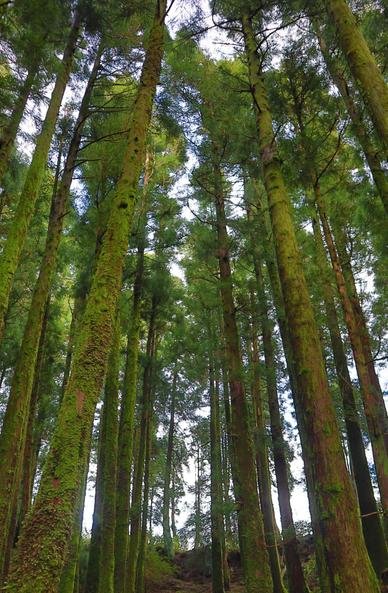 A forest of Japanese Cedar trees in the Azores
