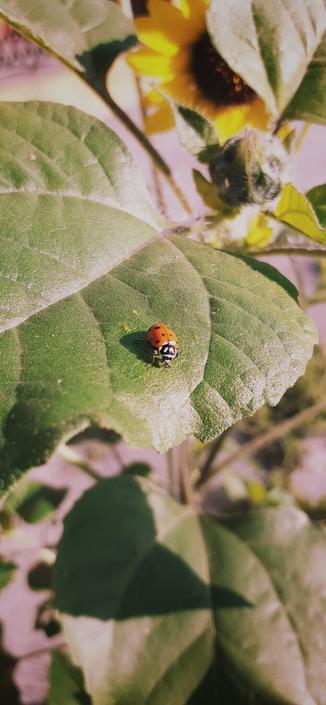 Small Ladybug