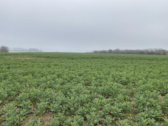 Ein Feld im Nebel. In der Ferne vor einem kaum zu erahnenden Gewässer ist eine Baumreihe.