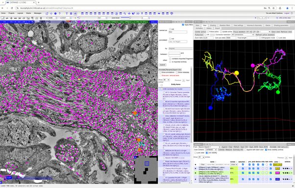 Screenshot of CATMAID software, with content as described in the main post.