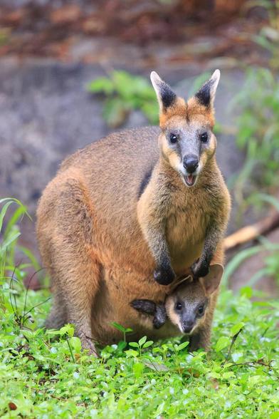 A mother Swamp Wallaby with her ears back but alert, and mouth open mid-chew. A joey has its head and paws hanging out of her pouch. Both mother and joey are looking towards the camera. 

Her fir is a russet colour on top, with visible black underneath. She has black ears, tipped with grey, a grey face, orange cheeks and white around her nose. The joey is similarly coloured, with darker patches around the eyes like it has gotten in to Mum's mascara.