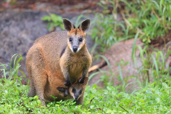 A mother Swamp Wallaby with her ears alert, and mouth open mid-chew. A joey has its head and paws hanging out of her pouch. Both mother and joey are looking towards the camera. 

Her fir is a russet colour on top, with visible black underneath. She has black ears, tipped with grey, a grey face, orange cheeks and white around her nose. The joey is similarly coloured, with darker patches around the eyes like it has gotten in to Mum's mascara.