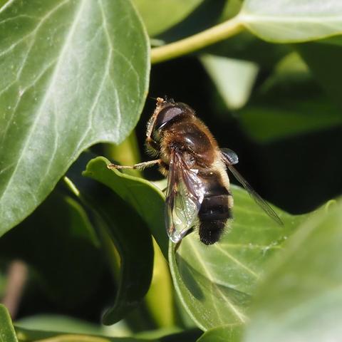 A robust bee-like hoverfly with short chestnut brown fur jacket, with body mostly black but with fawn highlights