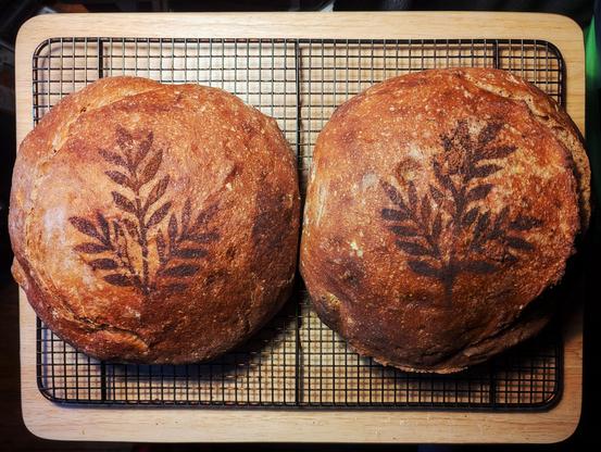 Two full-sized (2 lb) loaves of homemade bread, done in the "boule" style (French for "ball"). Made 100% of Whole Foods artisan organic whole-wheat in-house brand flour. Image is heavily filtered in the style of Instagram.