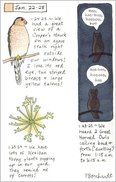 My 2025 Perpetual Journal watercolor and pen art of 2 Great Horned Owls duetting; my 2024 Perpetual Journal watercolor and pen art of a small Mexican Poppy plant; & my 2023 Perpetual Journal watercolor and pen art of a Cooper's Hawk.