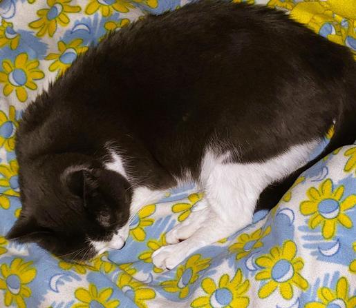 Grey and white tuxedo cat loosely curled up on a blue, yellow, and white fleece blanket. His back legs are stretched out and nearly touching his nose.