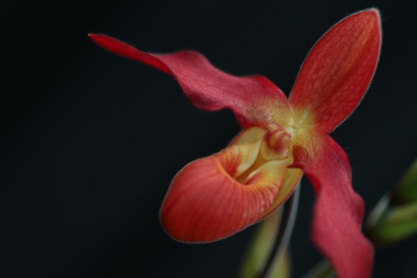 Award-winning close-up of a red lady-slipper-like orchid against a black backdrop.
