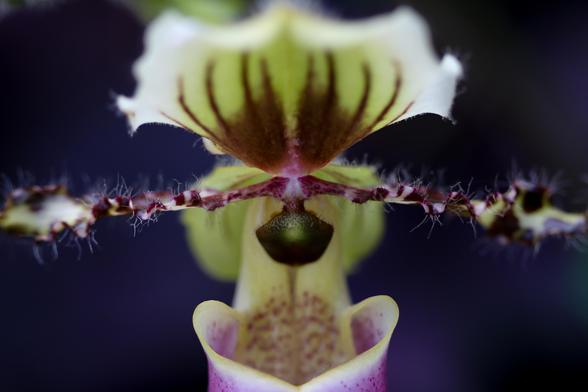 Macro shot of a yellow orchid with deep purple stripes and accents. Photo is taken facing the flower, creating left and right symmetry. The two side petals appear to have short 'hairs' that make the flower stand out from others.