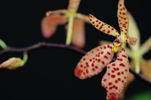 Macro shot of a yellow orchid on a branch, with red/burgundy speckles--the petals are fairly small, and the five petals altogether make this orchid remind me of a starfish.