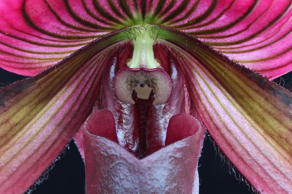 Award-winning macro shot of a striped magenta/purple orchid. Image captures the front of the orchid, creating left and right symmetry.
