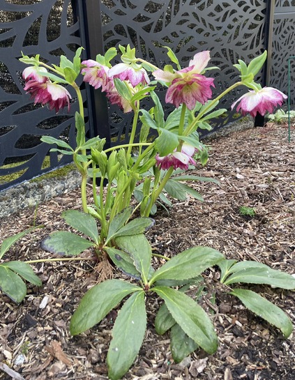 Hellebores STILL blooming, going on 2 months. I love the ice outer petal with stripey gradation to sharp magenta.