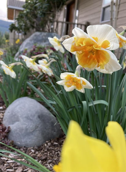 Narcissus, white outer petals with frilled orange face that fades to yellow.
