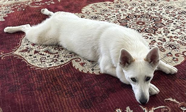 White dog on red carpet, dog splooted, looking at camera