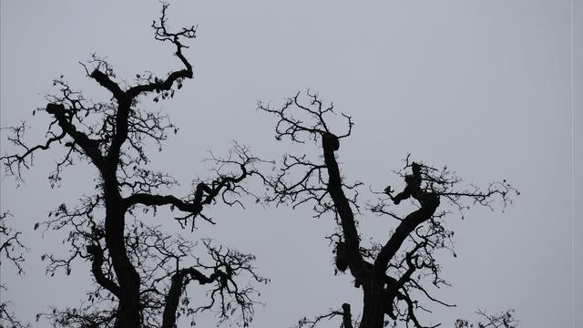 The image shows silhouettes of leafless trees with intricate, twisting branches against a gray sky. The scene has a stark and moody atmosphere often associated with winter or late autumn.