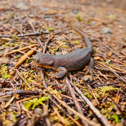 The image shows a rough-skinned newt on the forest floor, surrounded by twigs and moss.