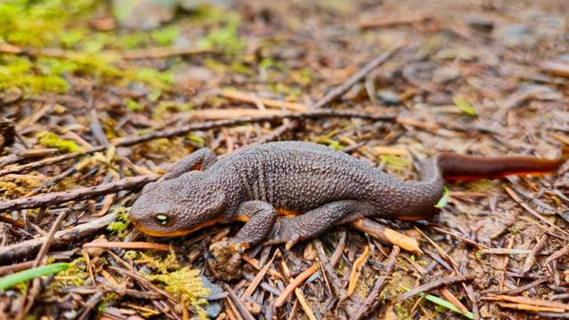 The image shows a rough-skinned newt on a forest floor. The newt has a textured, bumpy skin and a distinctive coloration, typically a dark body with a lighter underside. It's surrounded by natural elements like twigs and moss.