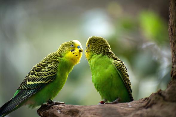 Amorous Budgies, #Budgerigars, #SmallParrots, Green Birds, Chat Up, Yellow Faces