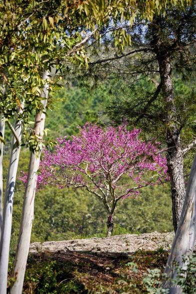 Au centre de la photo, un arbre de judée couvert de fleurs roses. Il est encadré à gauche par des eucalyptus et à droite par un pin. Ses coloris chatoyants contrastent joliment avec la forêt de chênes et de pins dans le fond.