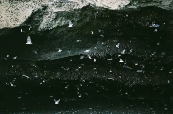 Photo of many bats flying in a cave