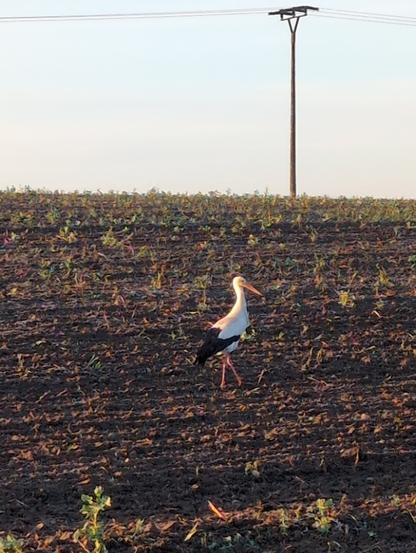 Das Bild zeigt eine Weißstorch auf einem frisch gepflügten Feld. Der Storch steht in der Mitte des Bildes, sein weißes Gefieder mit schwarzen Flügeln und einem langen, orangefarbenen Schnabel ist deutlich sichtbar. Er hat rote Beine und wirkt ruhig und gelassen. Im Hintergrund erstreckt sich das Feld bis zum Horizont, wo ein Strommast mit elektrischen Leitungen zu sehen ist. Die Erde ist dunkelbraun und mit kleinen, neu gewachsenen Pflanzen bedeckt, die in regelmäßigen Abständen verteilt sind. Der Himmel ist klar und hell, was auf einen sonnigen Tag hinweist. Die Szene vermittelt ein Gefühl von Ruhe und Harmonie zwischen der Natur und der landwirtschaftlichen Umgebung.

Bereitgestellt von @altbot, privat und lokal generiert mit Ovis2-8B