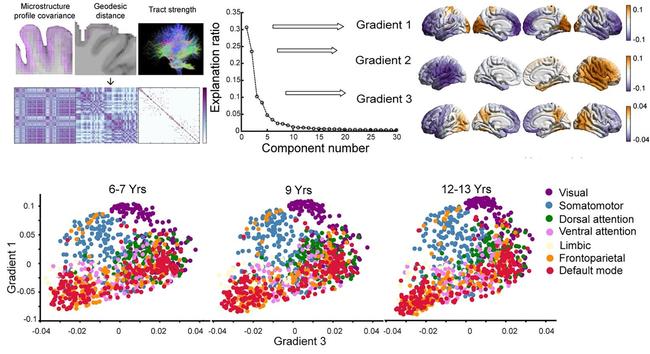 Multiscale structural gradients during childhood and adolescence. Top: The matrices containing the structural features of geodesic distance, microstructural profile covariance, and diffusion MRI tractography were concatenated and transformed into an affinity matrix, followed by the diffusion map embedding algorithm. The first three gradients capture the largest proportion of the variance. The group-averaged gradients were projected onto the cortical surface and visually represented (right). Bottom: the first and third structural gradients mapped into a 2D gradient space for the 6- to 7-, 9-, and 12- to 13-year-old groups.