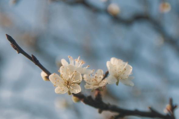 Picture of a plum tree branch with four white fully open flowers.