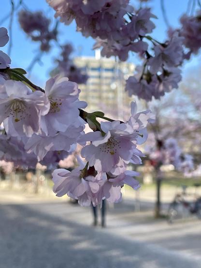 Kirschblüte am Platz der Göttinger Sieben