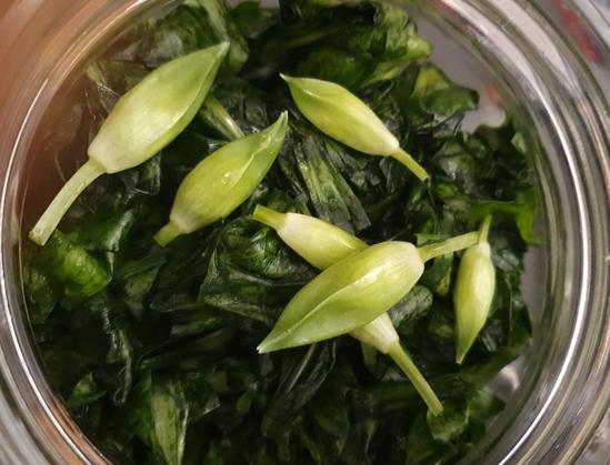 A layer of wild garlic buds on top of leaves in the jar
Une couche de boutons de fleurs d'ail dans le bocal, sur une couche de feuilles