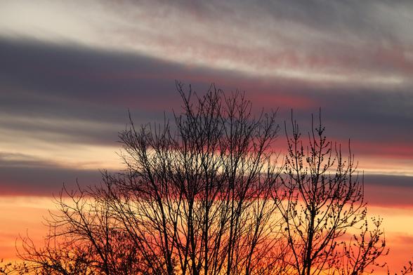 A sunrise photo with contrasting colors: the sky with blue light in lines of yellow, red, and orange, and in the foreground the shadows of tree branches touching the sky.