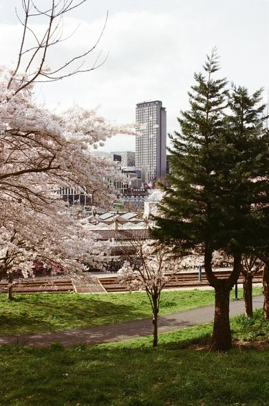 This photograph captures a tranquil scene in a park located in Sheffield, UK. The image is layered with natural beauty and urban architecture, creating a harmonious blend of both worlds.
Foreground: The scene opens with a well-maintained park, featuring a winding path that meanders through lush green grass. The path invites exploration, curving gently through the landscape.
Midground: The park is adorned with trees, some of which are in full bloom with delicate white flowers, suggesting the vibrancy of spring. These blooming trees add a soft, ethereal quality to the scene, while evergreen trees provide a contrast with their darker foliage.
Background: Rising above the natural landscape is a tall, modern high-rise building. Its sleek design and reflective surfaces stand in stark contrast to the organic shapes of the trees, highlighting the coexistence of nature and urban development in the city.