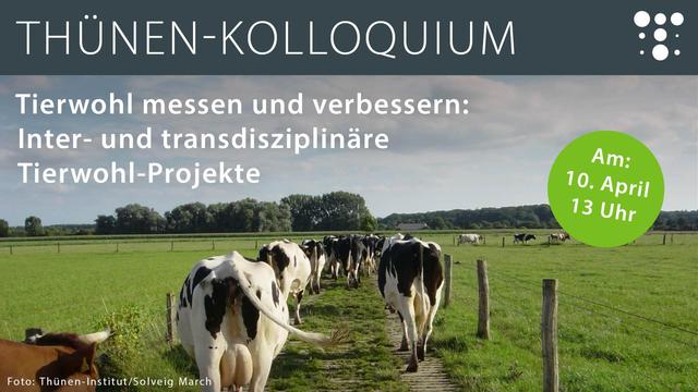 Ankündigung des „Thünen-Kolloquiums“ mit dem Thema „Tierwohl messen und verbessern: Inter- und transdisziplinäre Tierwohl-Projekte“. Im Hintergrund ist ein landwirtschaftliches Szenario zu sehen: Eine Gruppe von schwarz-weiß gefleckten Milchkühen läuft auf einem schmalen Weg durch eine grüne Weide, begrenzt durch Holzzäune. Rechts im Bild steht eine grüne runde Markierung mit weißer Schrift: „Am: 10. April, 13 Uhr“. Der Himmel ist leicht bewölkt, und im Hintergrund sind Bäume und weitere Kühe auf der Weide zu sehen. Unten links steht der Hinweis „Foto: Thünen-Institut/Solveig March“.