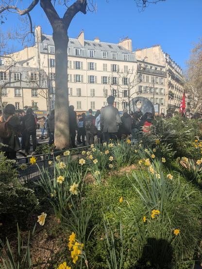 View of a Stand Up For Science meeting in Paris.  Group of people with banners after a row of daffodils.