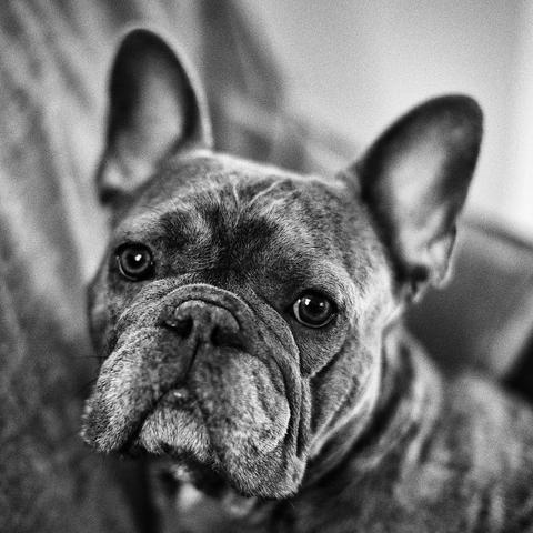The image is a close-up black-and-white portrait of a French Bulldog. The dog has a serious yet endearing expression with wide, round eyes and prominent facial wrinkles. The background is softly blurred, keeping the focus entirely on the dog’s face.