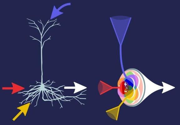 Living neurons receive signals from different sources, process them and pass an output signal on to other neurons (on left hand side and looking very much like a tree with roots and branches). In the artificial neuron model, this information processing can be described and improved by a learning objective (right hand side, looking more like three funnels feeding into another funnel). Similar to their biological models, this independent learning allows novel artificial neurons to solve tasks in a self-organized way.