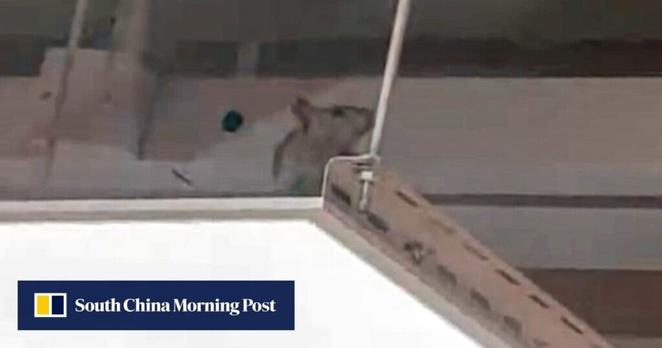 Hongkongers raise hygiene concerns after rat seen at Japanese restaurant Sushiro