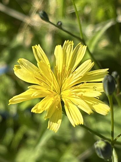 Closeup colour photo of a bright yellow wildflower, with a mess of long rectangular petals that are slightly fringed at the edges. In the background pale green foliage. The picture is full of sunlight and feels like the flower is happily greeting the spring.