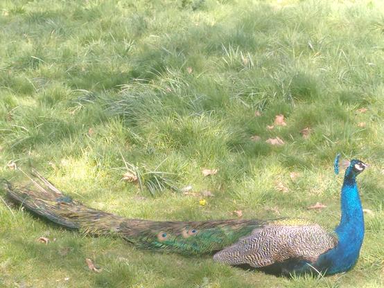 A splendid peacock lying on verdant grass with his crest and glistening blue neck jewelled catching bright sun, and a super long train of a tail behind him