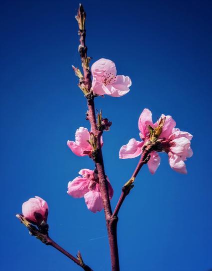 A close-up shot shows a slender, reddish-brown twig of a tree against a clear, bright blue sky. Several delicate peach blossoms, in various stages of opening, are attached to the twig. The flowers are a soft, pale pink with darker pink veins and clusters of yellow stamens in their centres. Some blossoms are fully open, displaying their five rounded petals, while others are still tightly closed buds with a pink blush. Small, nascent green leaves are also beginning to emerge along the twig. The lighting is bright and natural, highlighting the subtle textures of the petals and the smooth surface of the twig. The overall impression is one of springtime and delicate floral beauty.