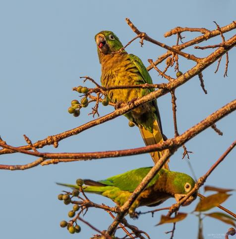 Two Olive-throated Parakeets enjoying some berries.
