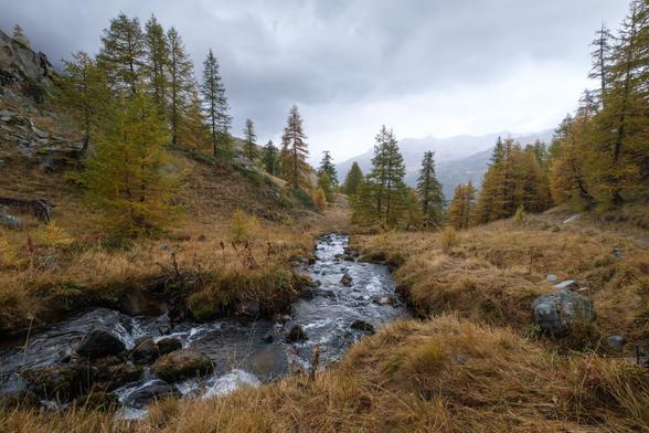 Mountain stream flowing through an autumnal forest with larch trees and dry grass under a cloudy sky.